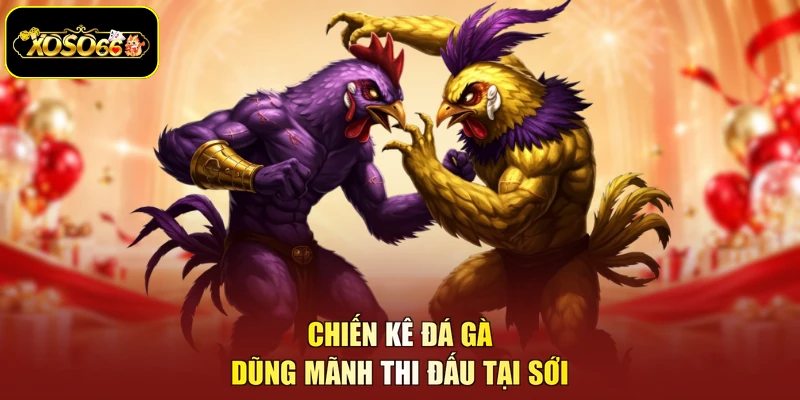Chiến kê đá gà dũng mãnh thi đấu tại sới